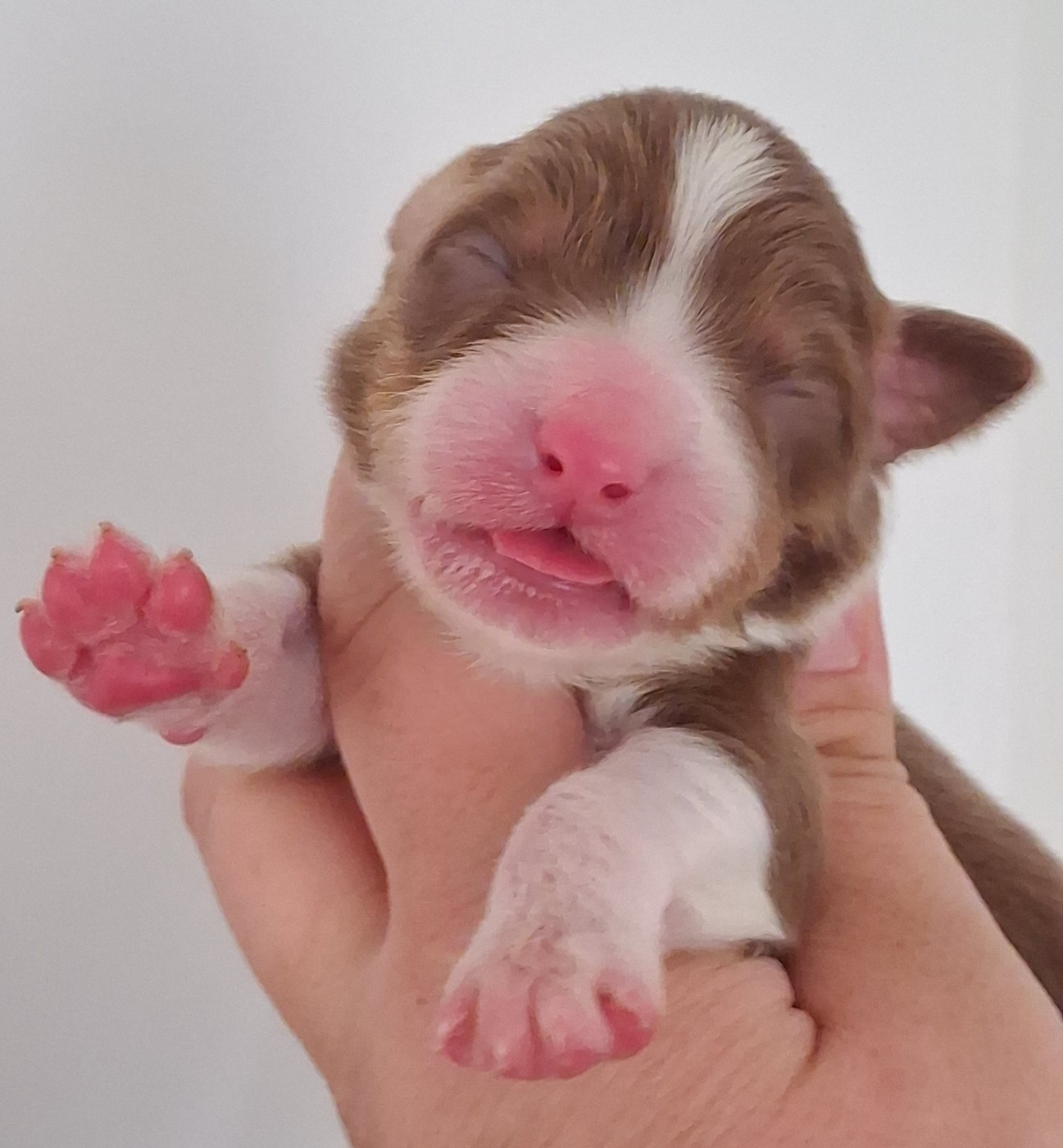 Secret Valley - Chiots disponibles - Berger Australien