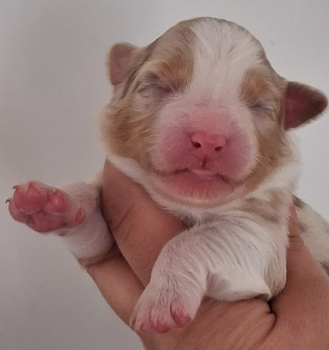 Secret Valley - Chiots disponibles - Berger Australien