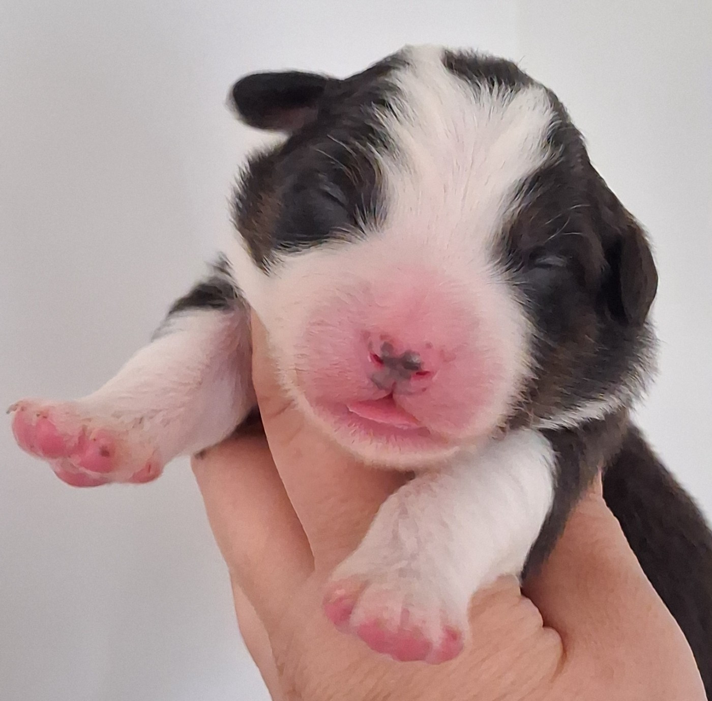 Secret Valley - Chiots disponibles - Berger Australien