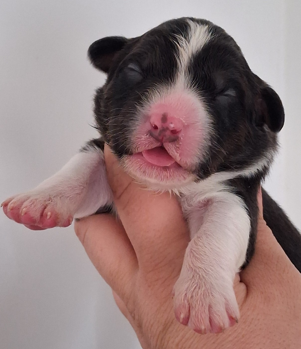 Secret Valley - Chiots disponibles - Berger Australien