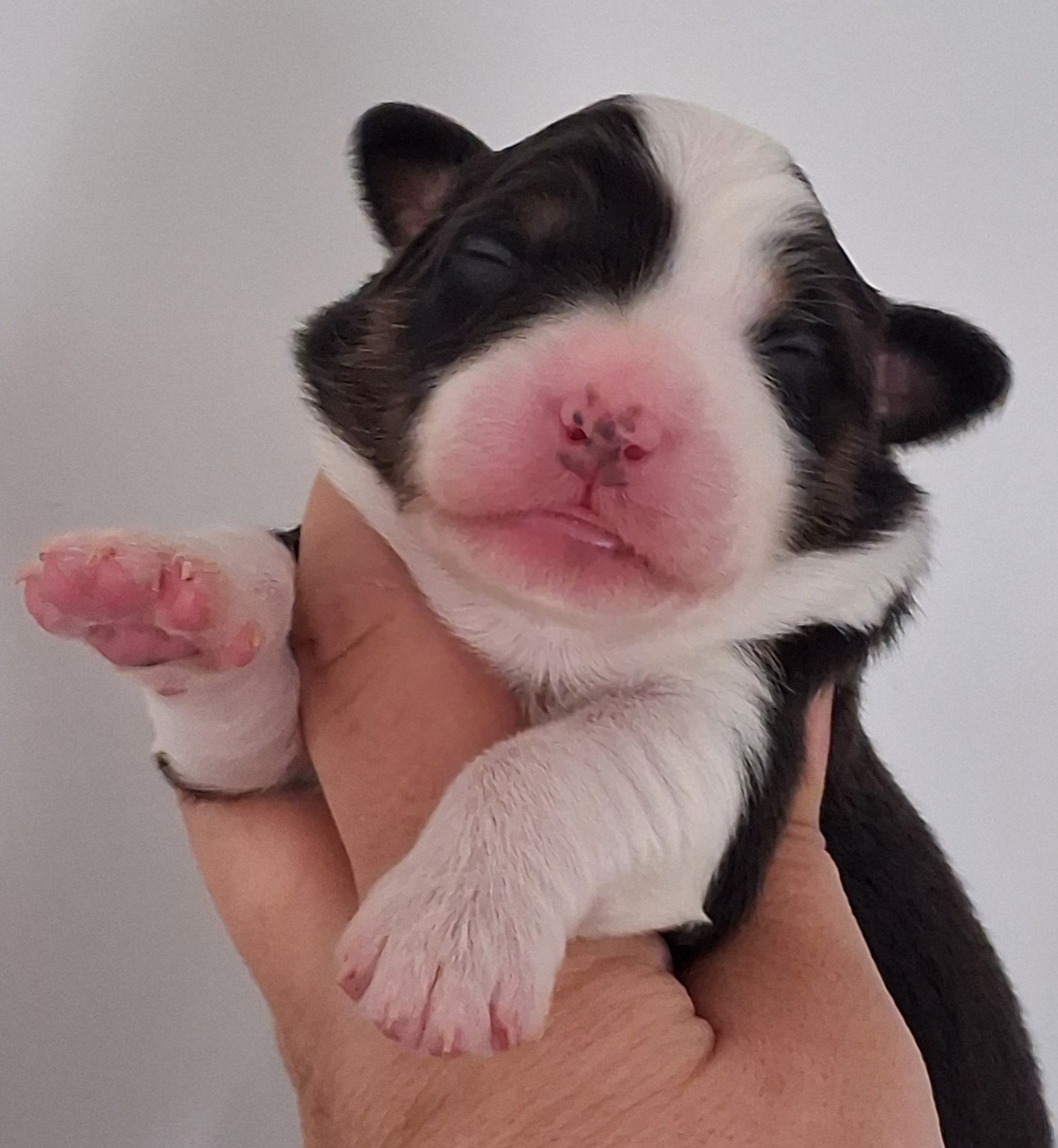 Secret Valley - Chiots disponibles - Berger Australien