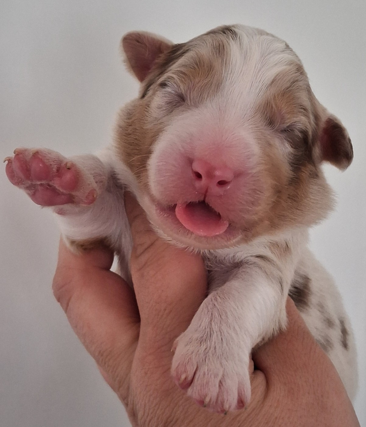 Secret Valley - Chiots disponibles - Berger Australien