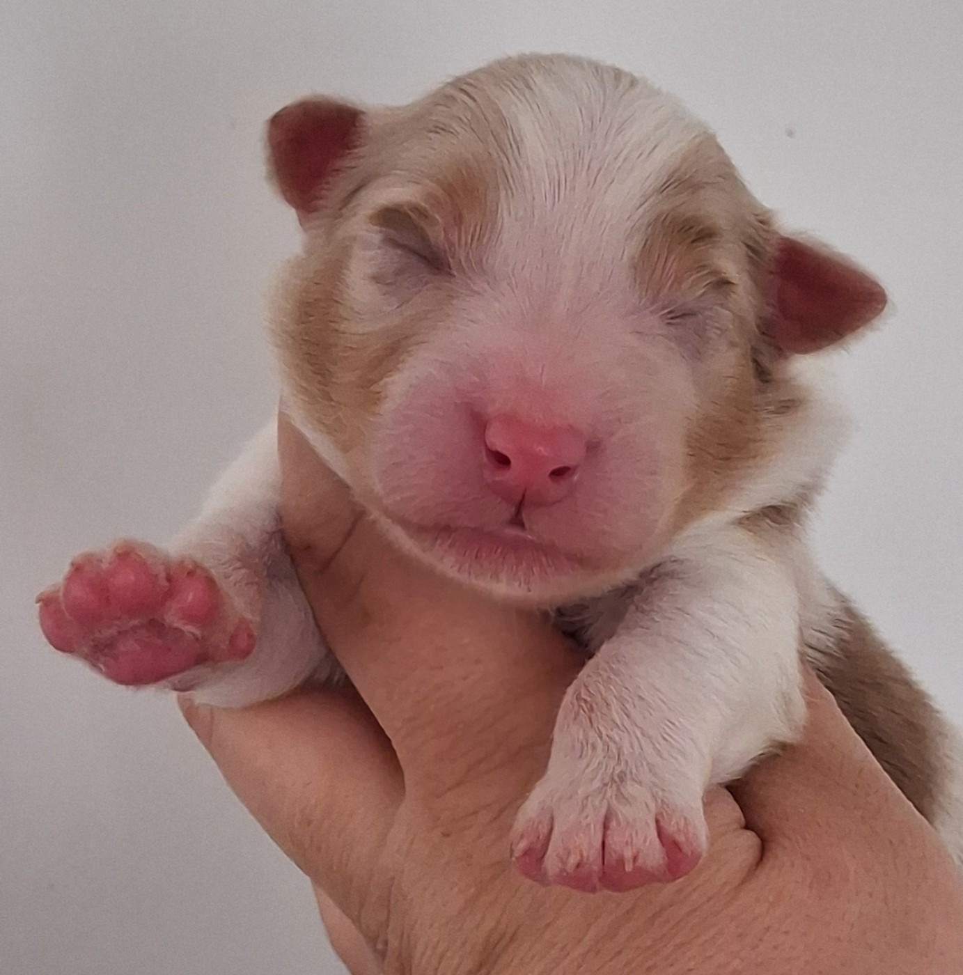 Secret Valley - Chiots disponibles - Berger Australien