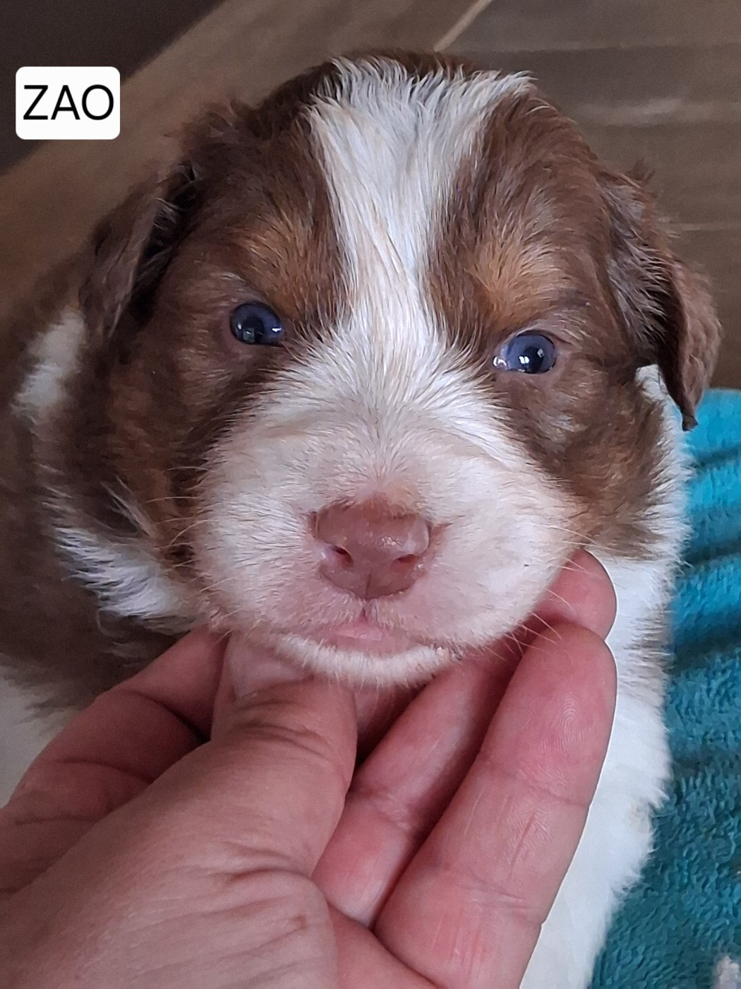 Secret Valley - Chiots disponibles - Berger Australien