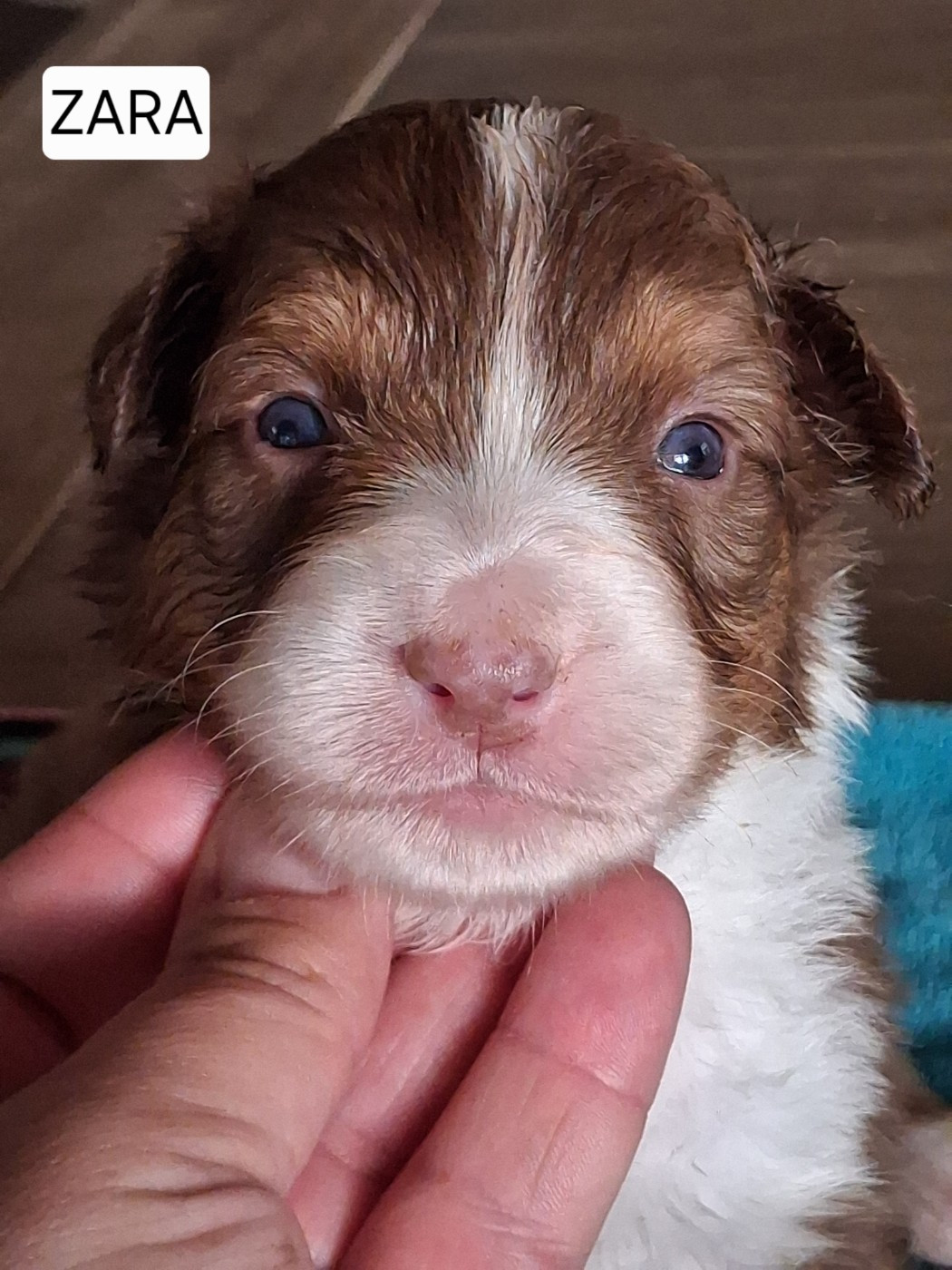 Secret Valley - Chiots disponibles - Berger Australien