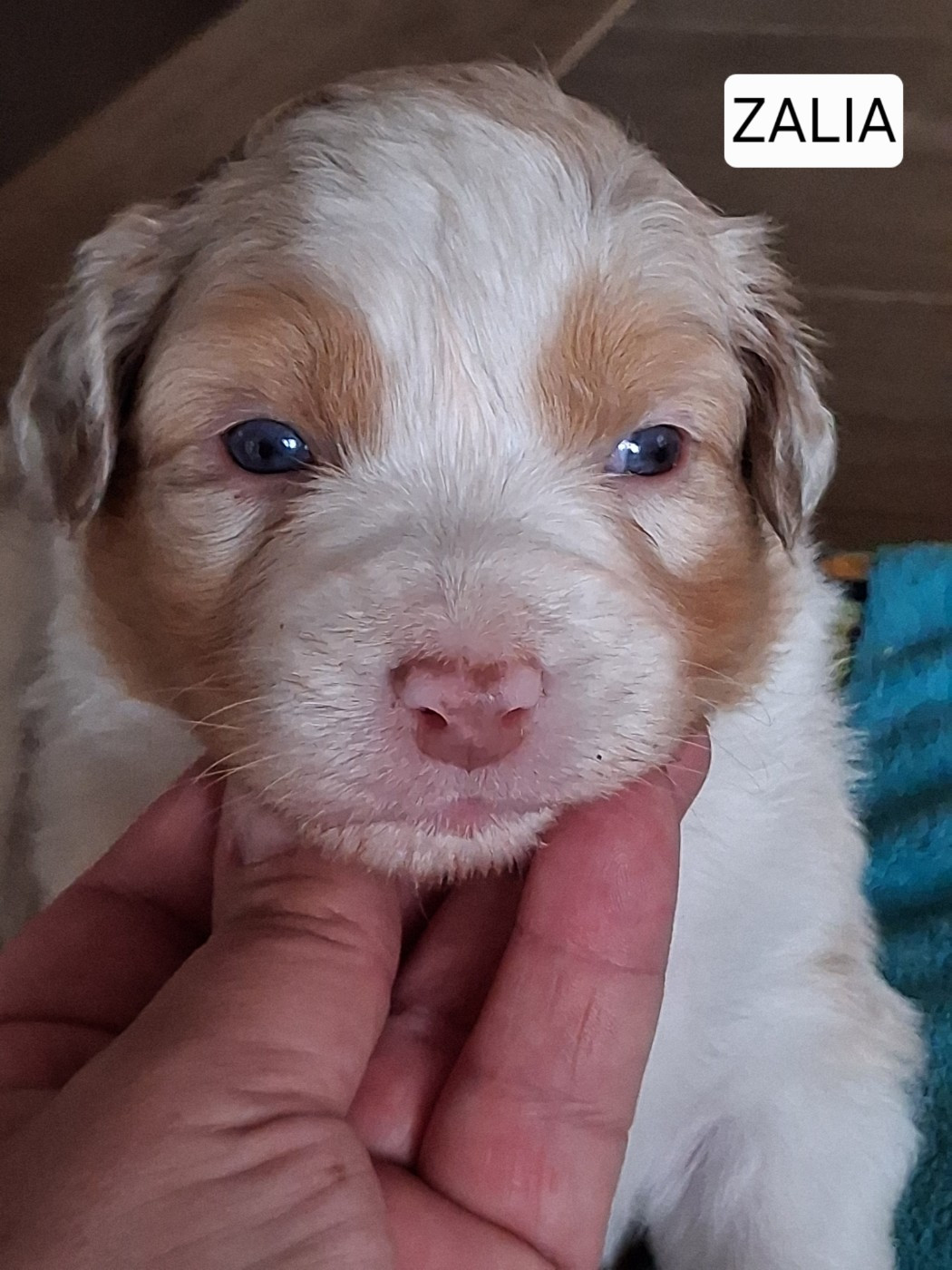 Secret Valley - Chiots disponibles - Berger Australien