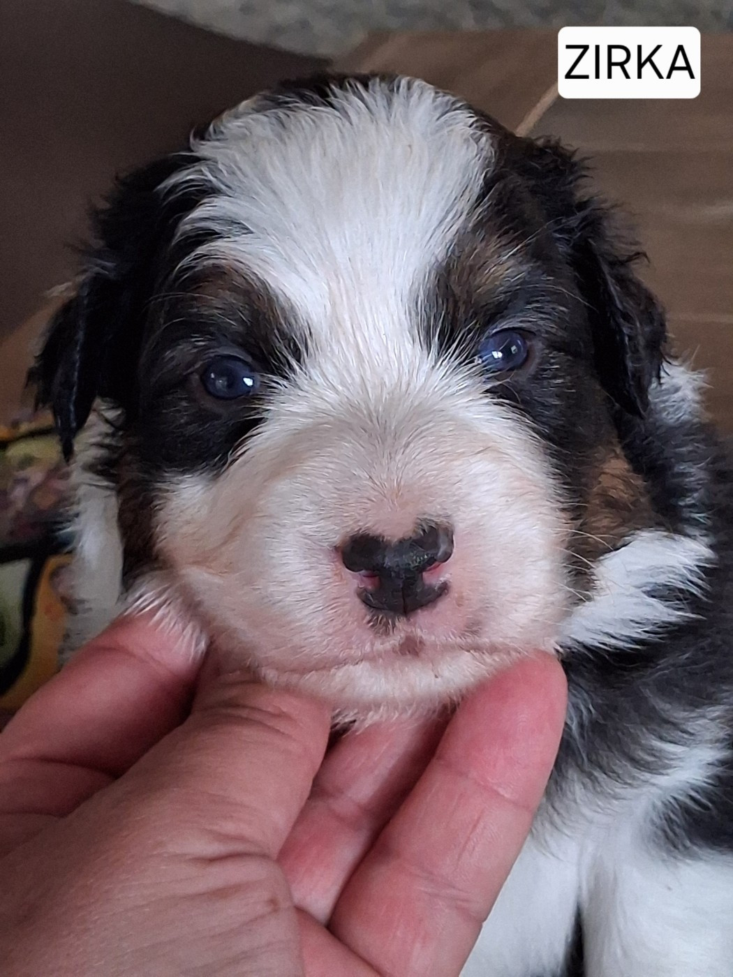 Secret Valley - Chiots disponibles - Berger Australien