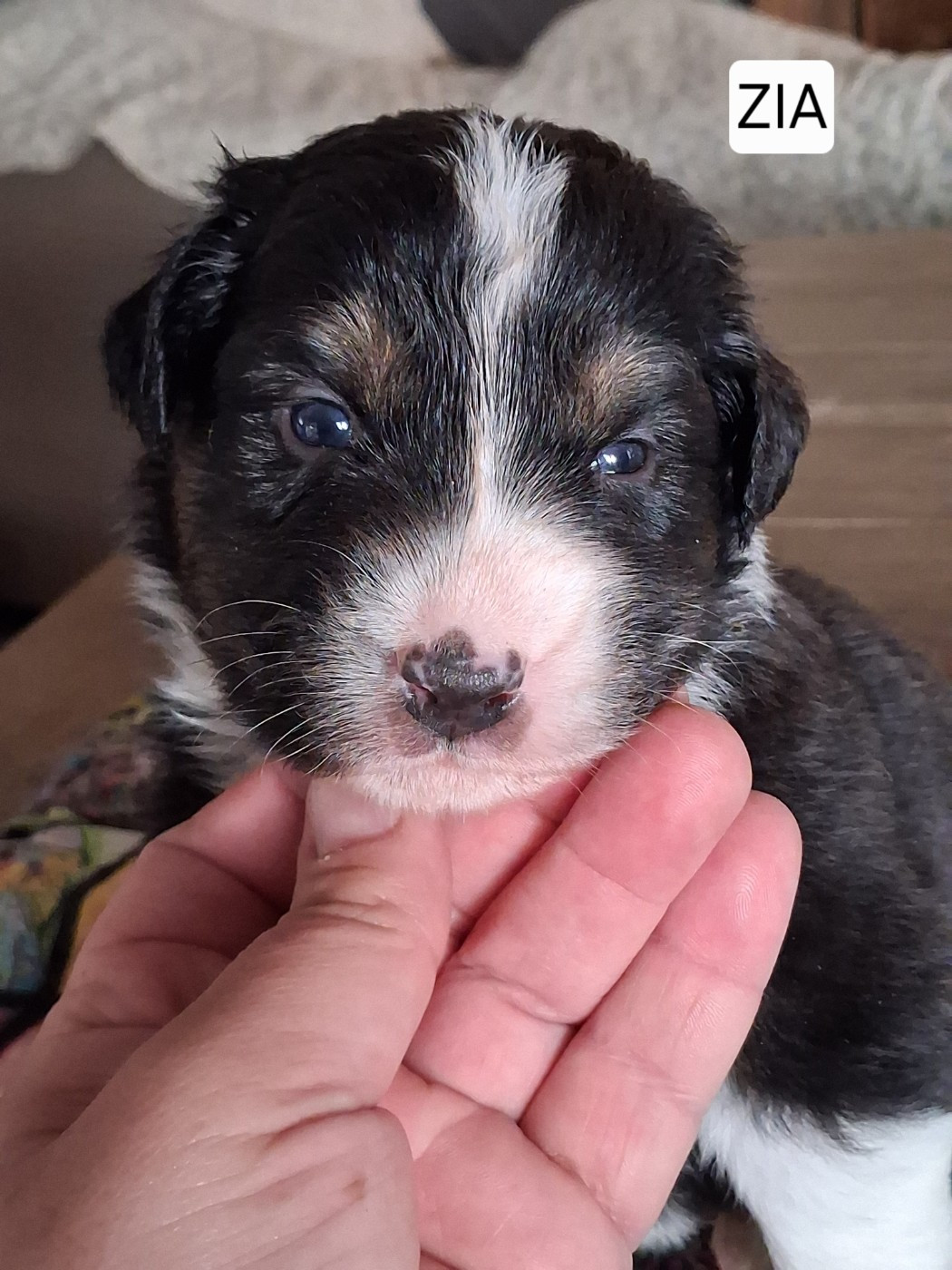 Secret Valley - Chiots disponibles - Berger Australien