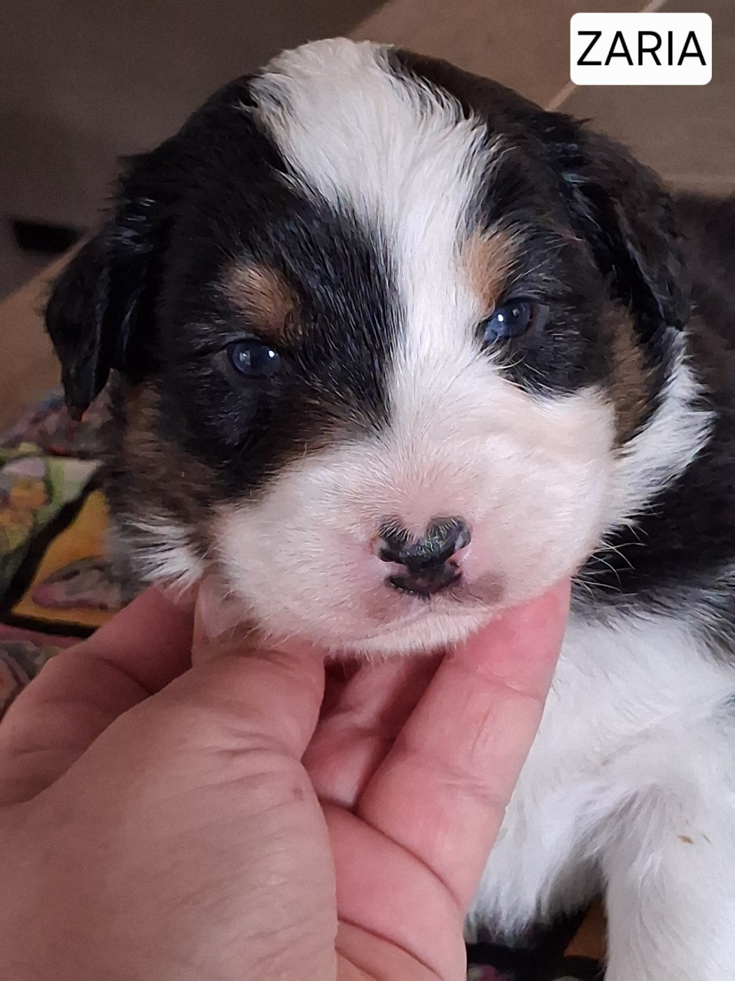 Secret Valley - Chiots disponibles - Berger Australien