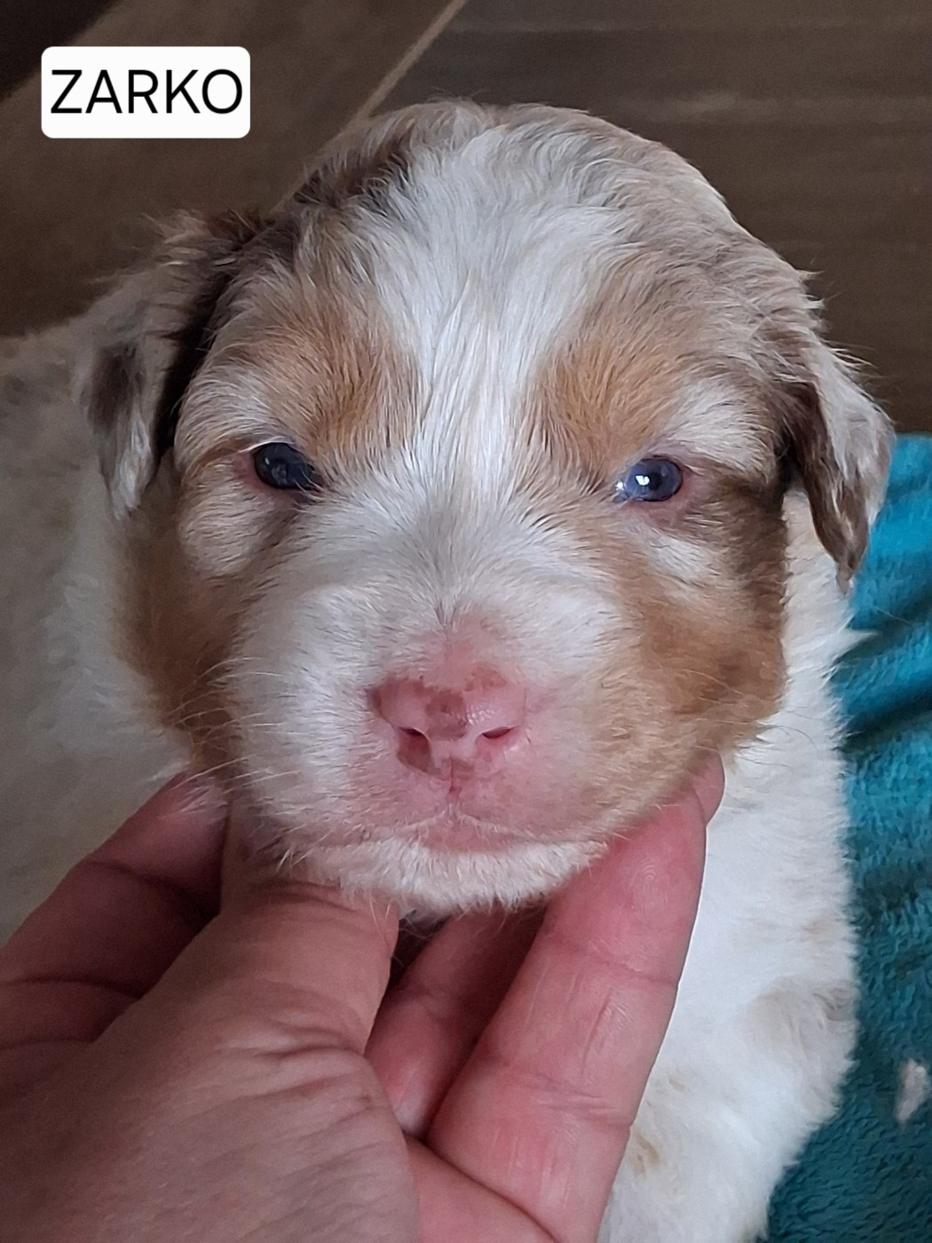 Secret Valley - Chiots disponibles - Berger Australien