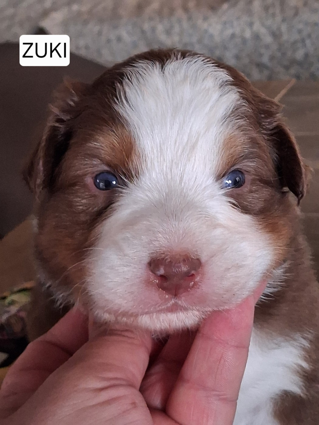 Secret Valley - Chiots disponibles - Berger Australien