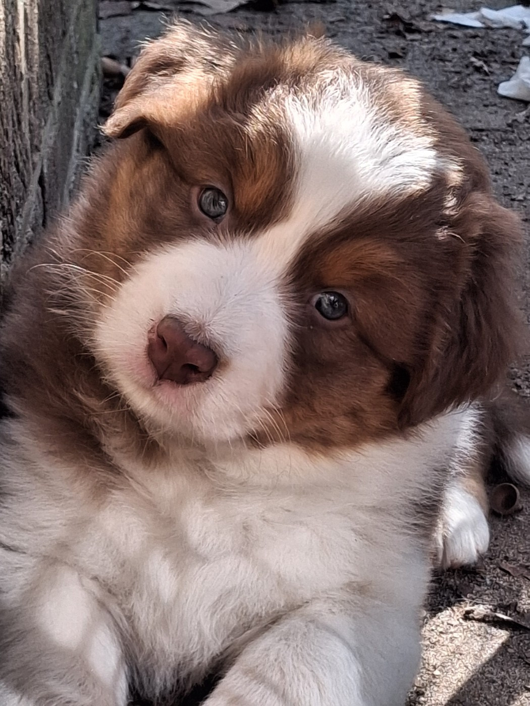 Secret Valley - Chiots disponibles - Berger Australien