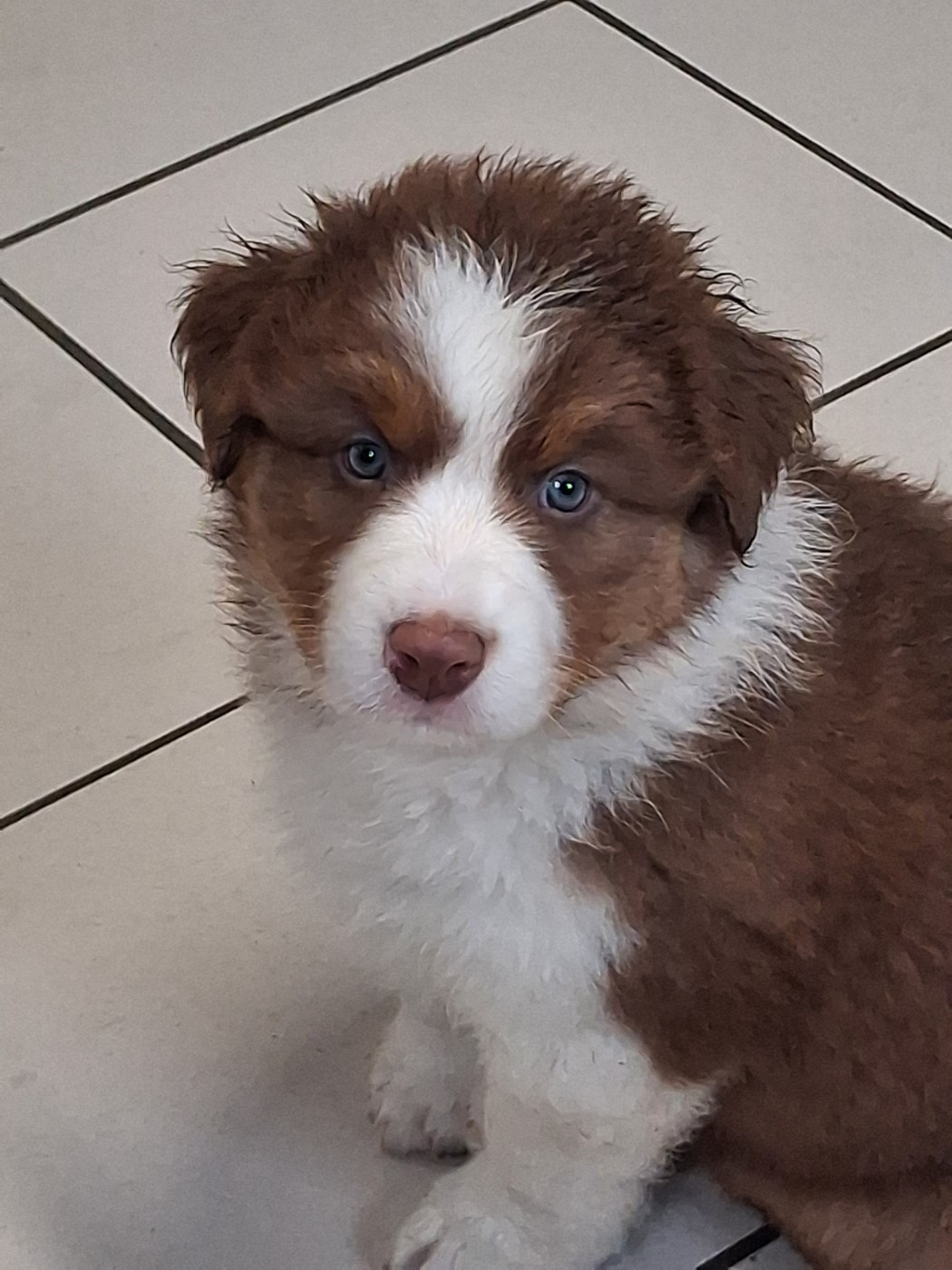 Secret Valley - Chiots disponibles - Berger Australien