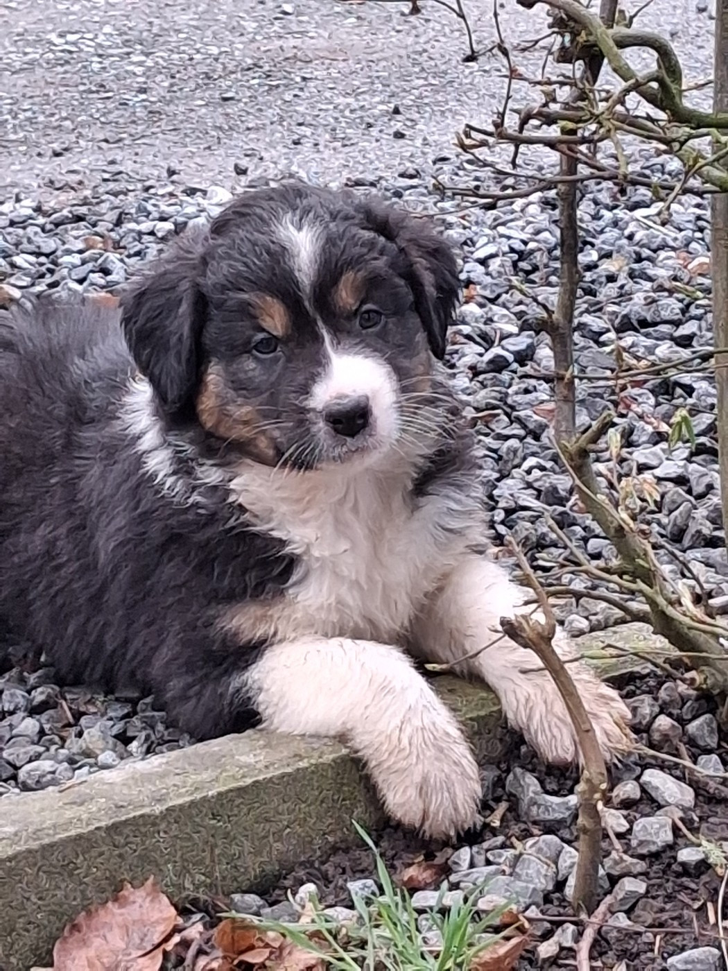 Secret Valley - Chiots disponibles - Berger Australien