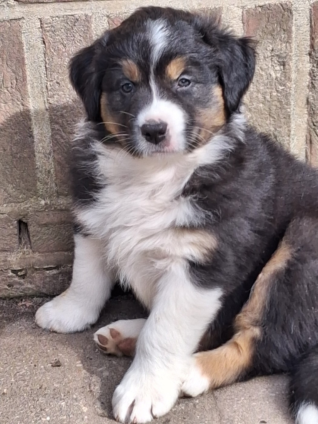 Secret Valley - Chiots disponibles - Berger Australien