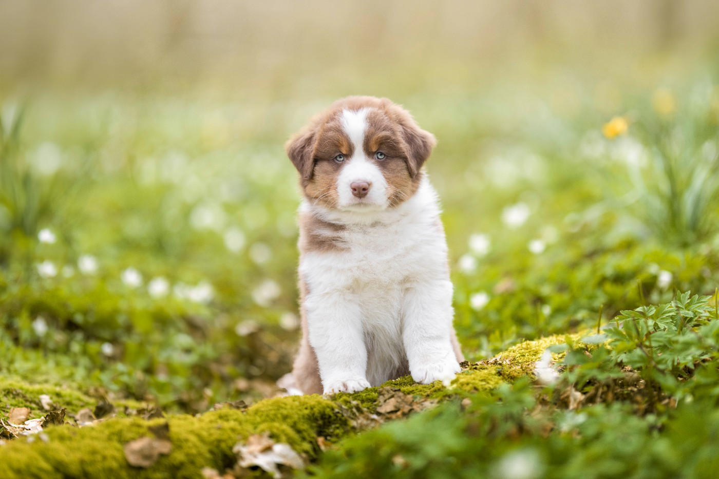 Secret Valley - Berger Australien - Portée née le 30/01/2026