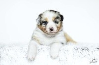 Tosca